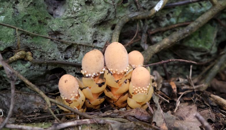 They're not mushrooms. A bizarre parasitic plant violates all the rules of biology