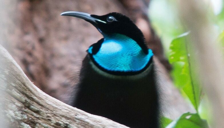 Created the blackest fabric ever. Bird served as inspiration