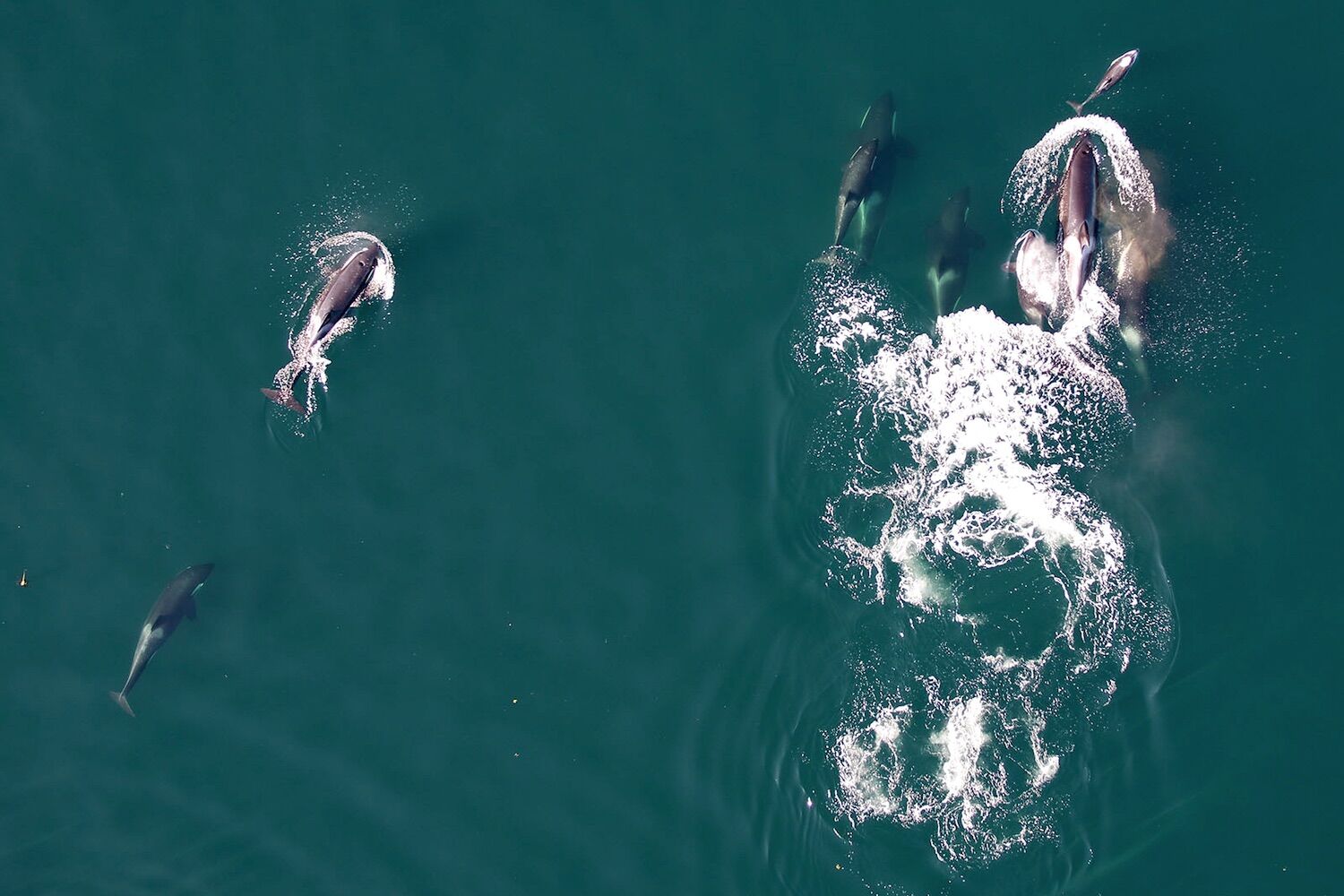 “Strategic alliance”. Orcas and dolphins seen hunting together for the first time