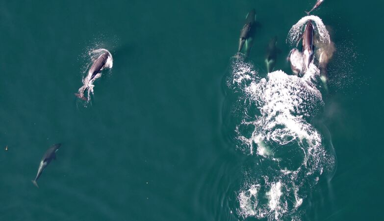 “Strategic alliance”. Orcas and dolphins seen hunting together for the first time