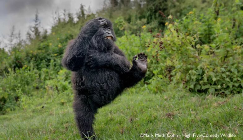 Lots of laughter and a chimpanzee eating monkeys (from the nose). The most comical animal photos of 2025