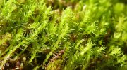 Moss is an unexpected ally for scientists in forensic investigations