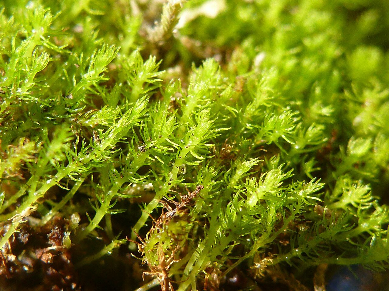 Moss is an unexpected ally for scientists in forensic investigations