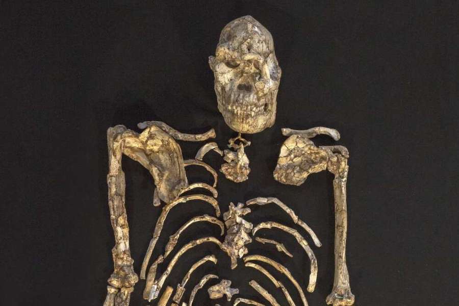 My name is Little Foot — and I may be a new human species