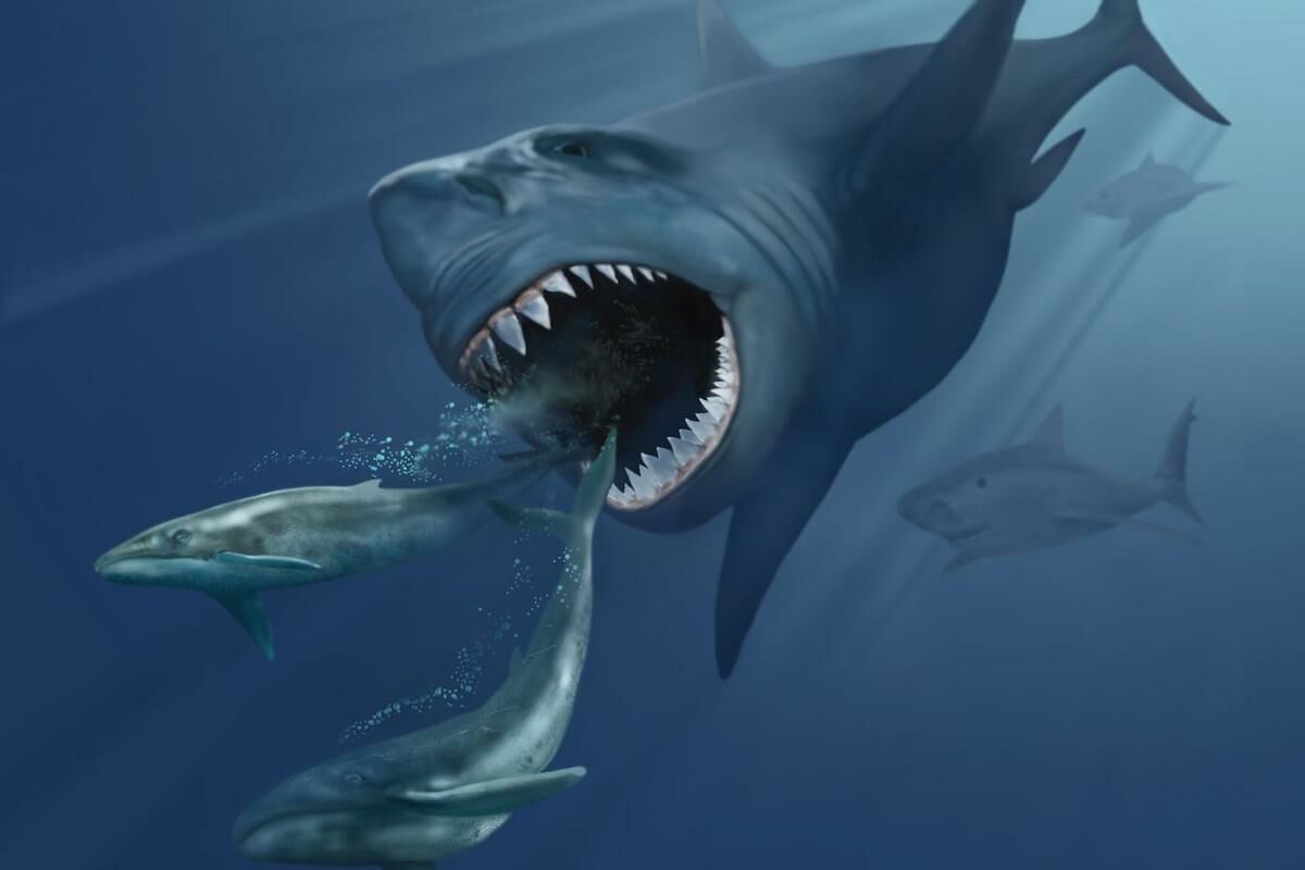 Fossils reveal that another giant shark ruled the oceans before megalodon