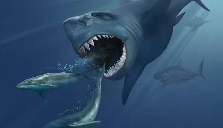 Fossils reveal that another giant shark ruled the oceans before megalodon