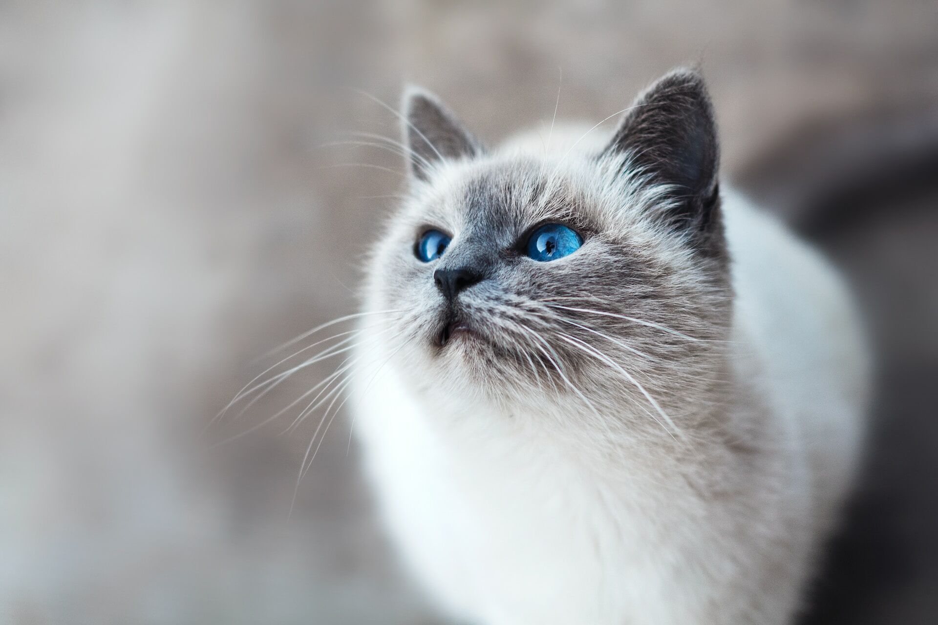 Cats meow more than twice as much at men as they do at women. There's a new theory