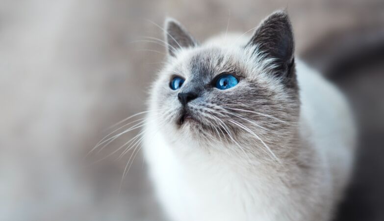 Cats meow more than twice as much at men as they do at women. There's a new theory
