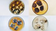 The mystery of the strange black fungus from Chernobyl that survives — and performs “photosynthesis”
