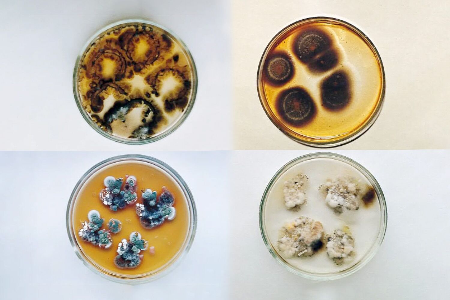 The mystery of the strange black fungus from Chernobyl that survives — and performs “photosynthesis”