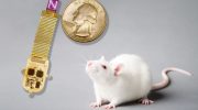 Scientists transmitted information directly to the brains of rats