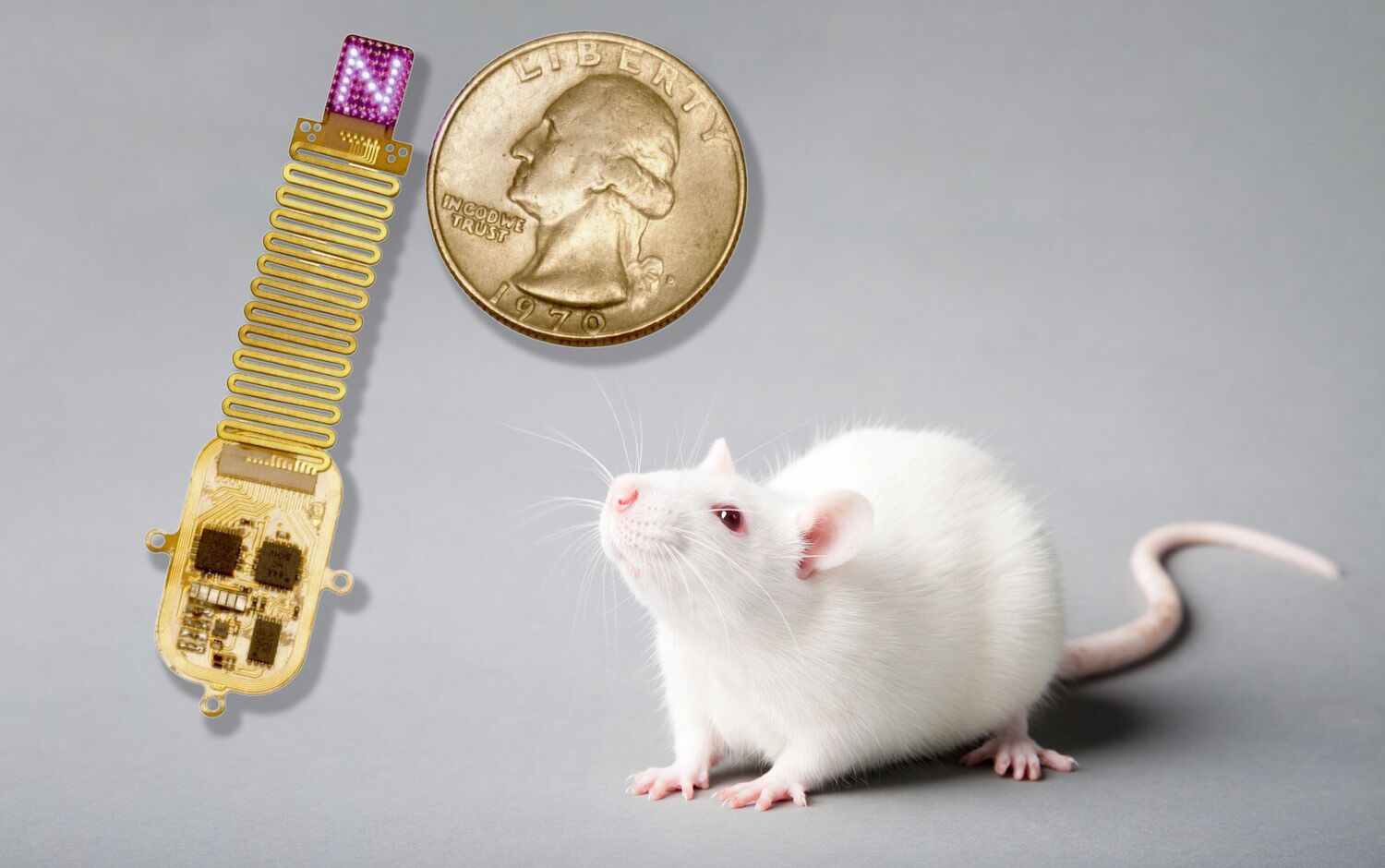 Scientists transmitted information directly to the brains of rats