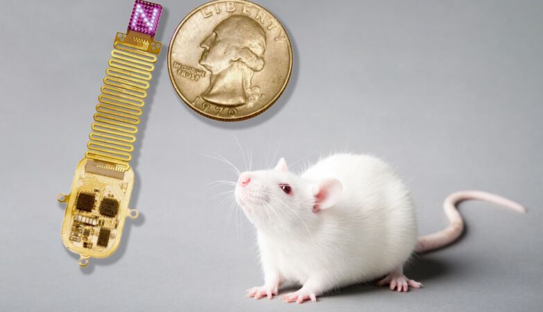 Scientists transmitted information directly to the brains of rats