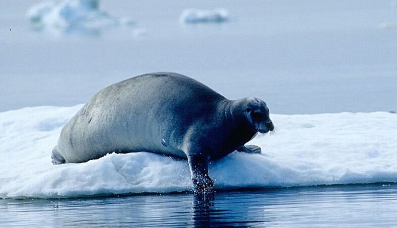 A seal enters a bar: “Take the salmon!” shouts the owner
