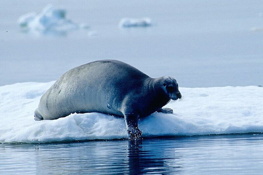 A seal enters a bar: “Take the salmon!” shouts the owner