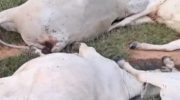 Electrical discharge causes death of cattle in rural area in the interior of Acre