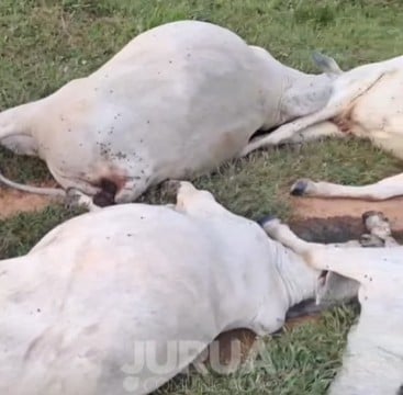 Electrical discharge causes death of cattle in rural area in the interior of Acre