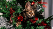 Gato e árvore de natal. Crédito; Freepik