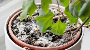 Plant diseases Pour 1 teaspoon into water and spray the soil in the pot. Mold will disappear at the speed of light. How to get rid of mold in a pot