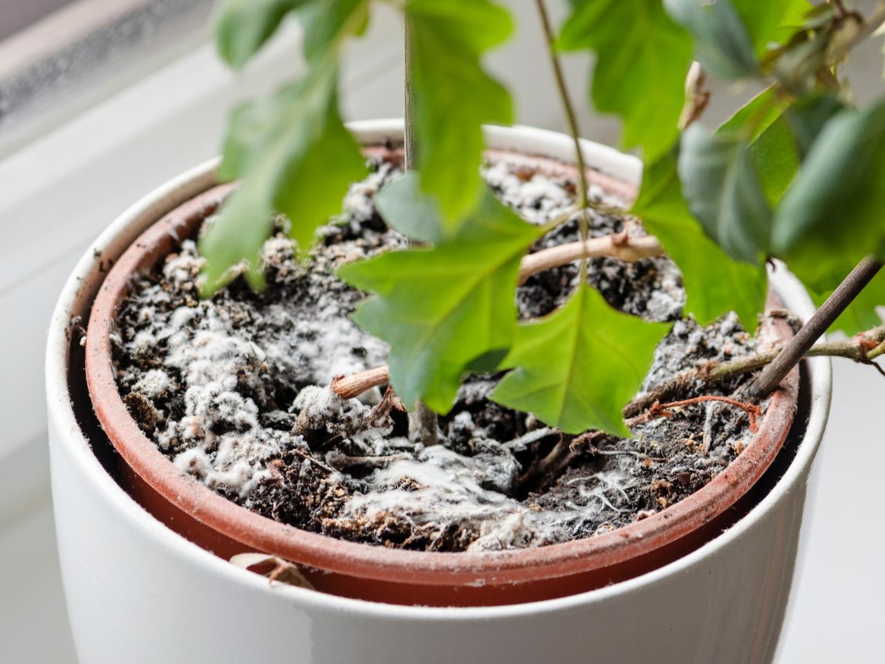 Plant diseases Pour 1 teaspoon into water and spray the soil in the pot. Mold will disappear at the speed of light. How to get rid of mold in a pot