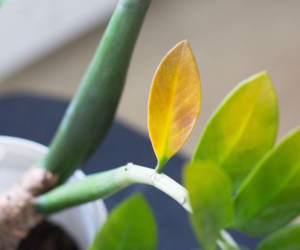 Zamiokulkas - żółknięcie liści