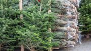Christmas atmosphere Pour 4 tablespoons into water and feed the Christmas tree, it will not lose its needles until January. Conditioner for a cut Christmas tree, thanks to which the tree will remain green for a long time