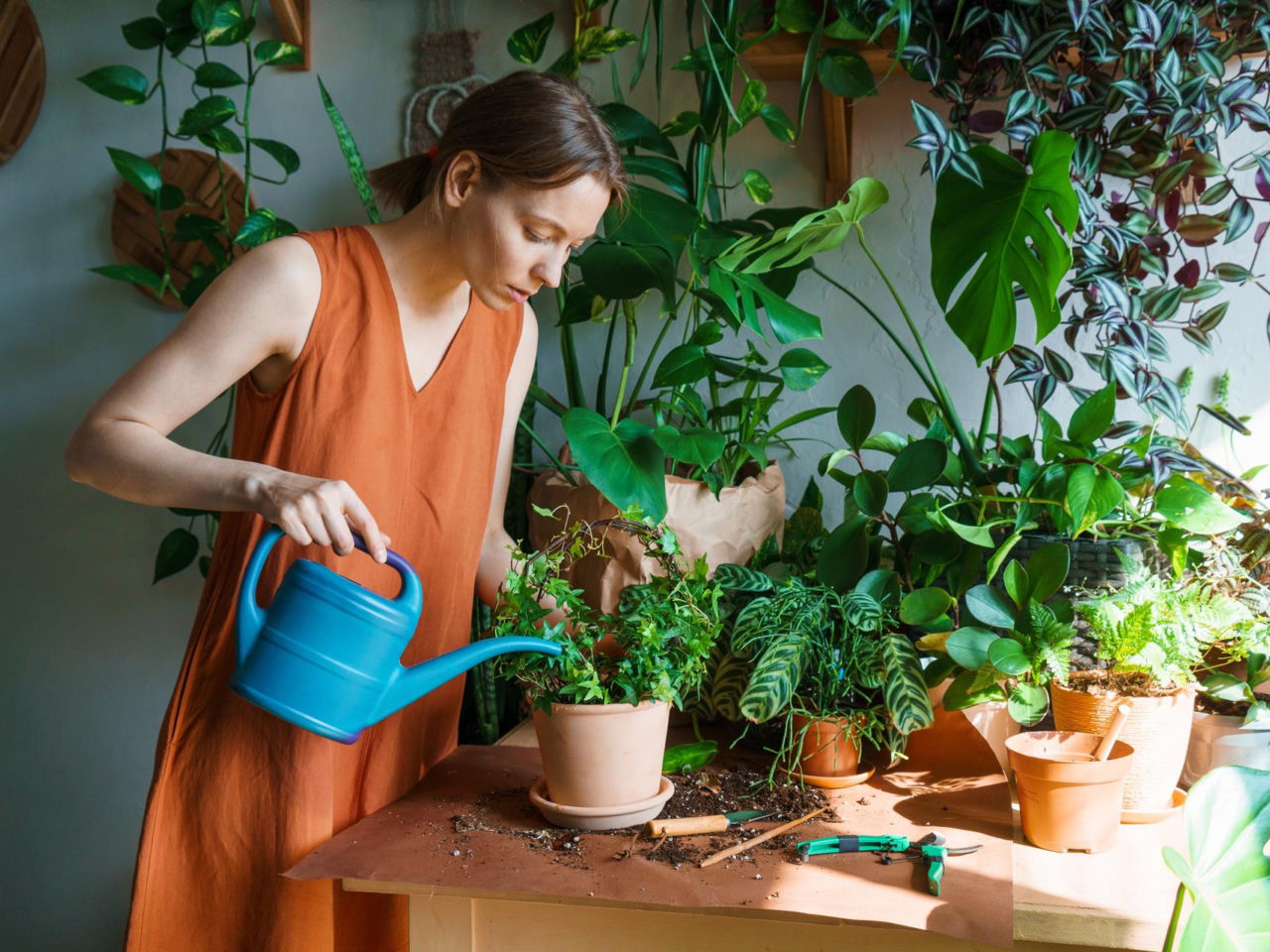 Potted flowers Poles, do not put these flowers on the windowsill, neither in summer nor in winter!