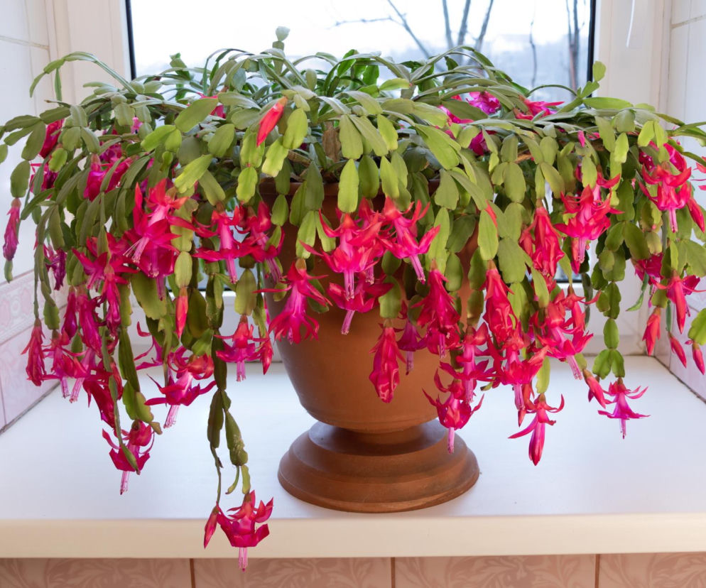 Grudnik - kwiat na Boże Narodzenie