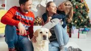 Animals during the holidays A time of closeness and care - during the holidays, let's also remember about safe feeding of animals