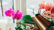 Storczyki najpiekniejszymi kwiatami doniczkowymi