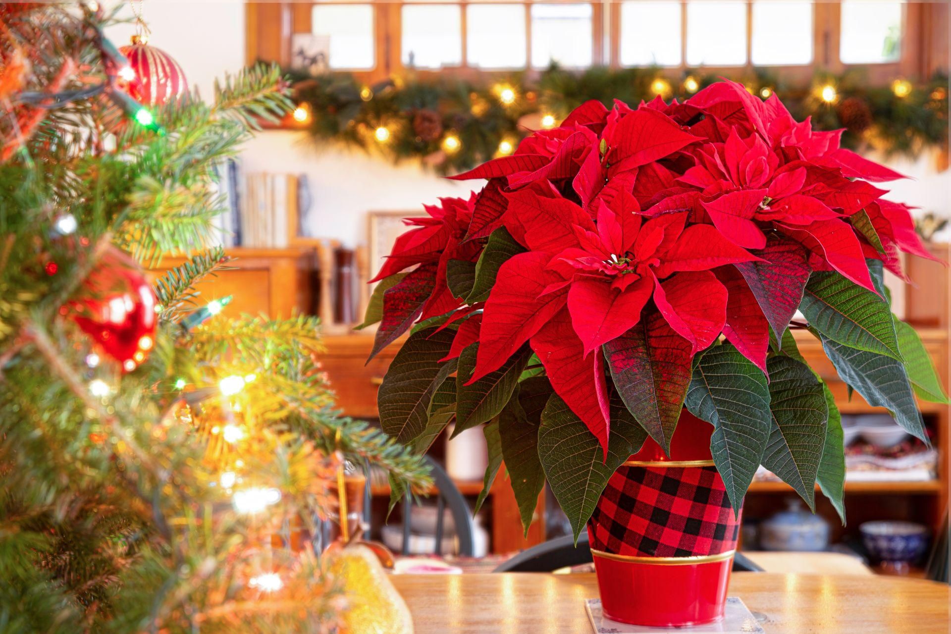 Potted flowers Just 1 package and 200 ml of water, and your poinsettia will bloom red. The leaves will be fleshy and the flower will be healthy. Thanks to this, the poinsettia will stand until 2026