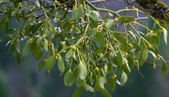 Beliefs and superstitions Don't want to be unlucky in 2026? Don't throw it away after the holidays. Check what to do with mistletoe