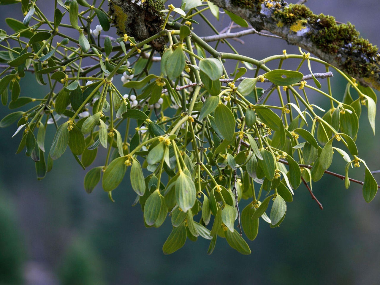 Beliefs and superstitions Don't want to be unlucky in 2026? Don't throw it away after the holidays. Check what to do with mistletoe