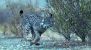 ICNF captures 35 Iberian lynxes in campaign in the Guadiana Valley [vídeo]
