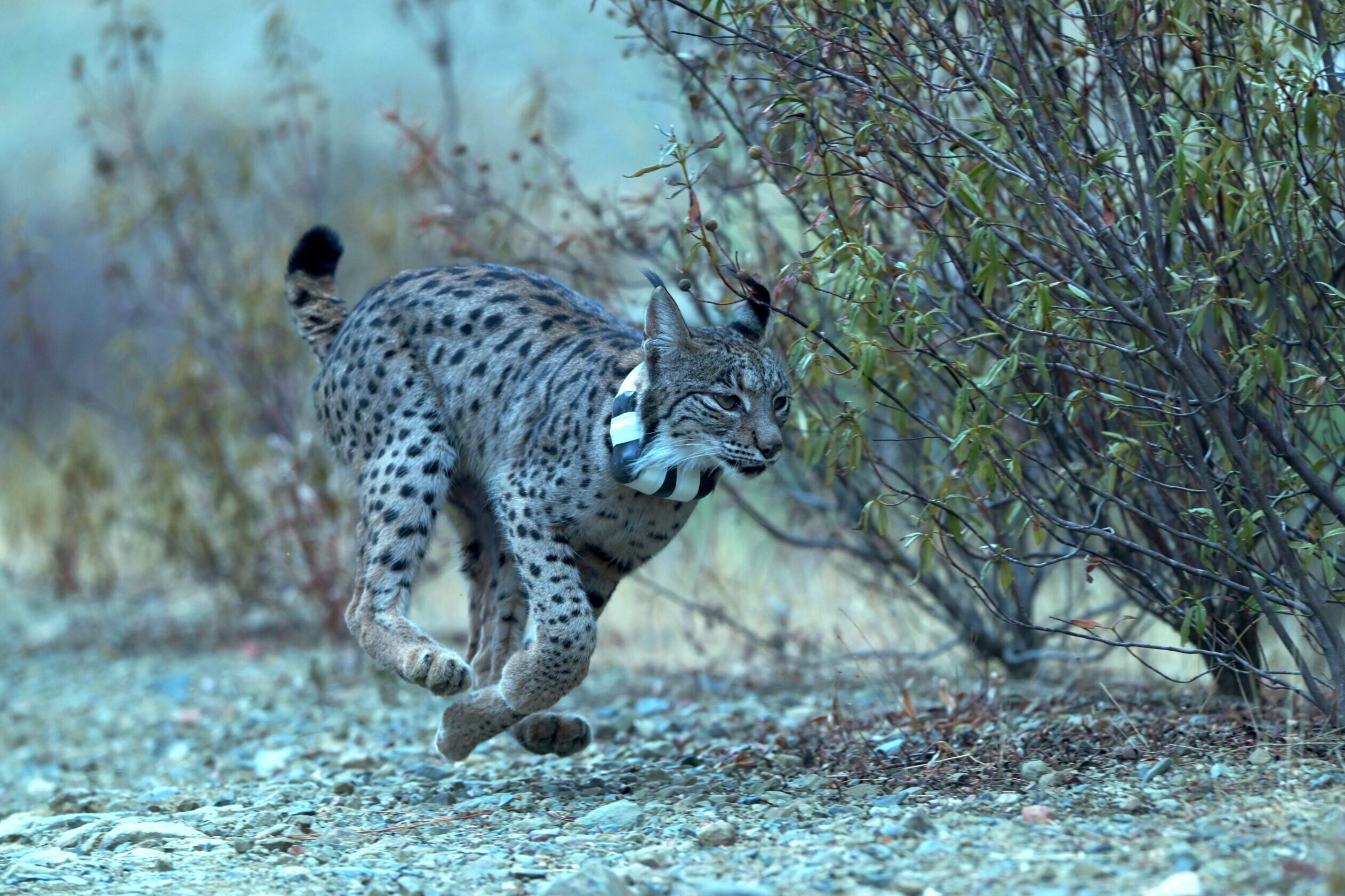 ICNF captures 35 Iberian lynxes in campaign in the Guadiana Valley [vídeo]