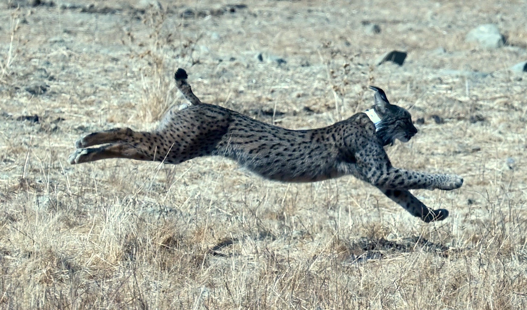 ICNF captures 35 Iberian lynxes in campaign in the Guadiana Valley [vídeo]