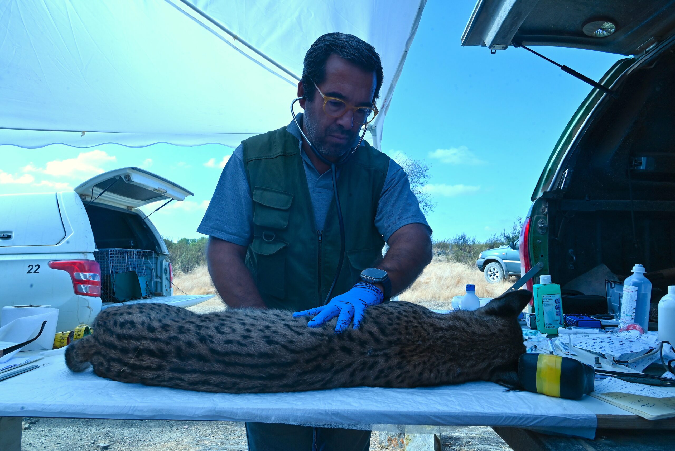 ICNF captures 35 Iberian lynxes in campaign in the Guadiana Valley [vídeo]