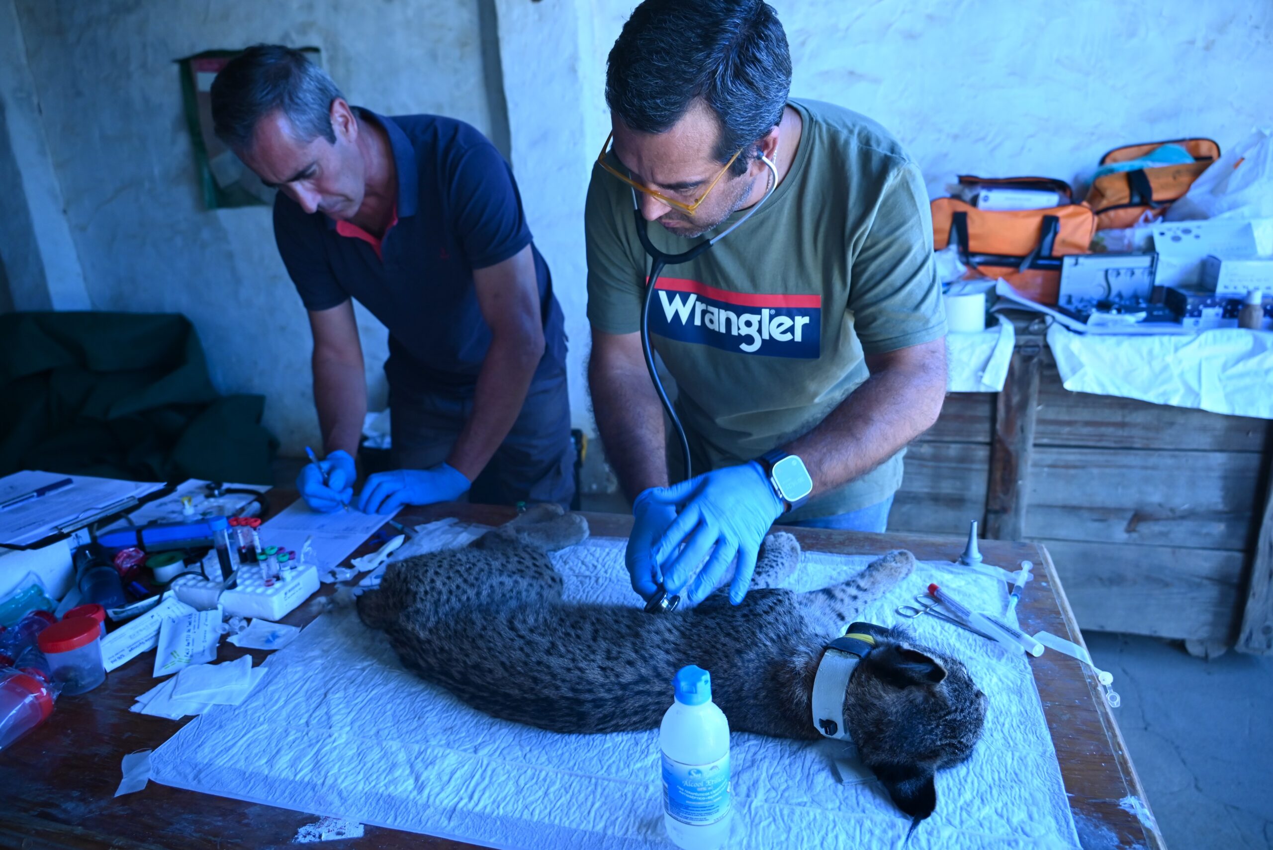 ICNF captures 35 Iberian lynxes in campaign in the Guadiana Valley [vídeo]