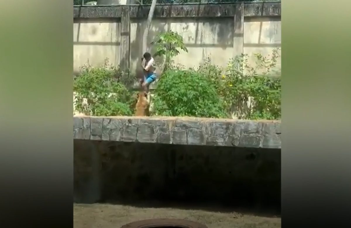 Βραζιλία: Λιοντάρι σκότωσε 19χρονο σε ζωολογικό κήπο