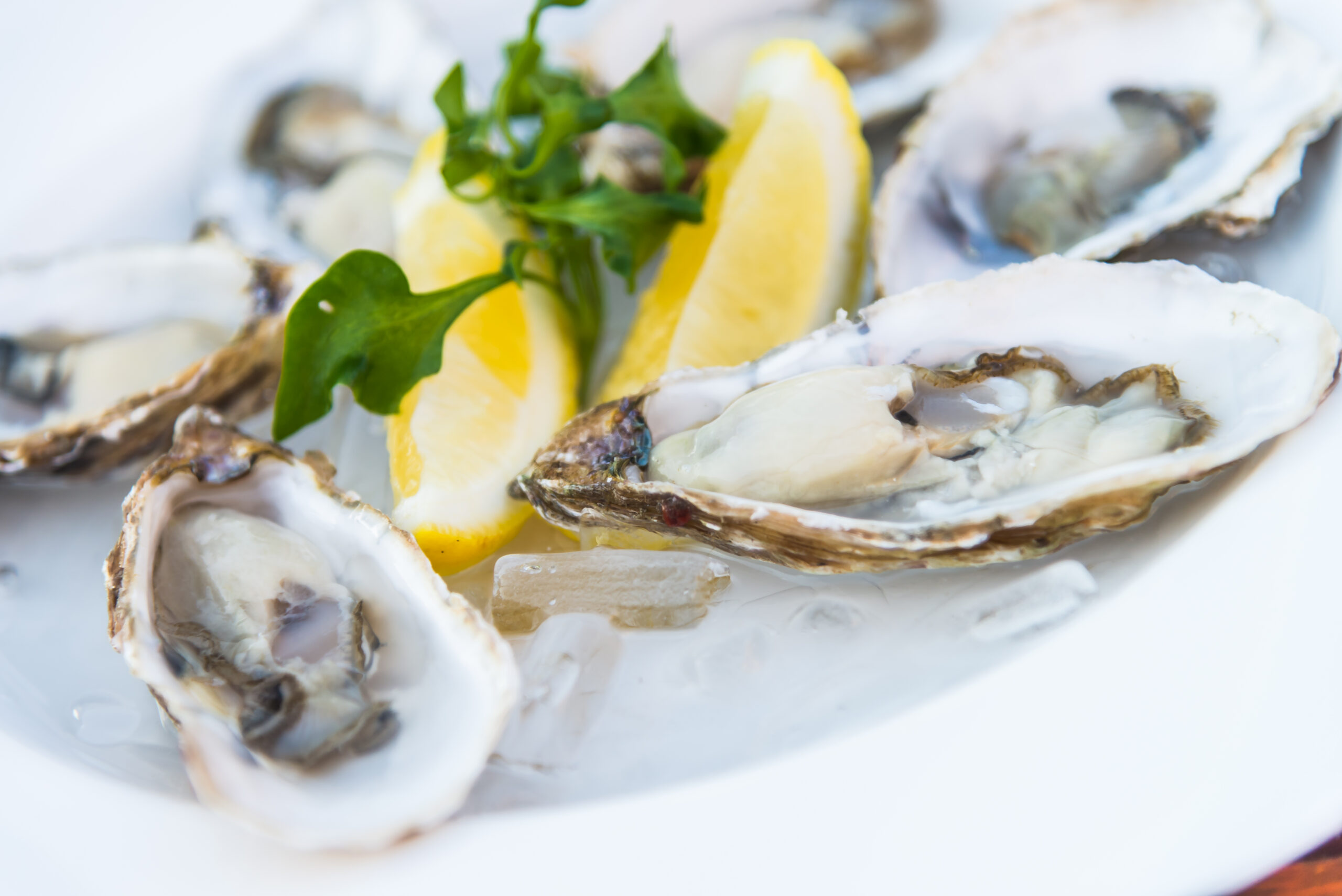 Goodbye oysters and mussels? Experts warn that these 'favourites' of the Portuguese could become extinct by this date