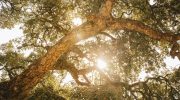 78-year-old man helps plant 700 cork oaks and resident calls the police: now he has a fine to pay