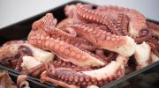 Expert warning: If you see these signs on your octopus, don't buy it for Christmas