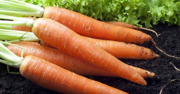 Pickled carrots are not only a delicious snack, but also a natural source of probiotics. /123RF/PICSEL