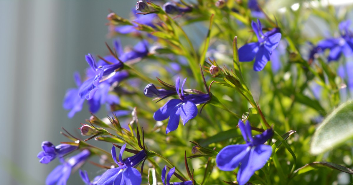 I always sow them in February. In spring, the entire garden is filled with flowers