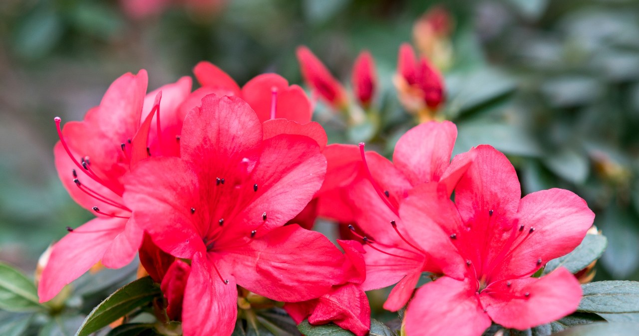 Plant this shrub instead of a rose. Even in the middle of winter it looks fabulous