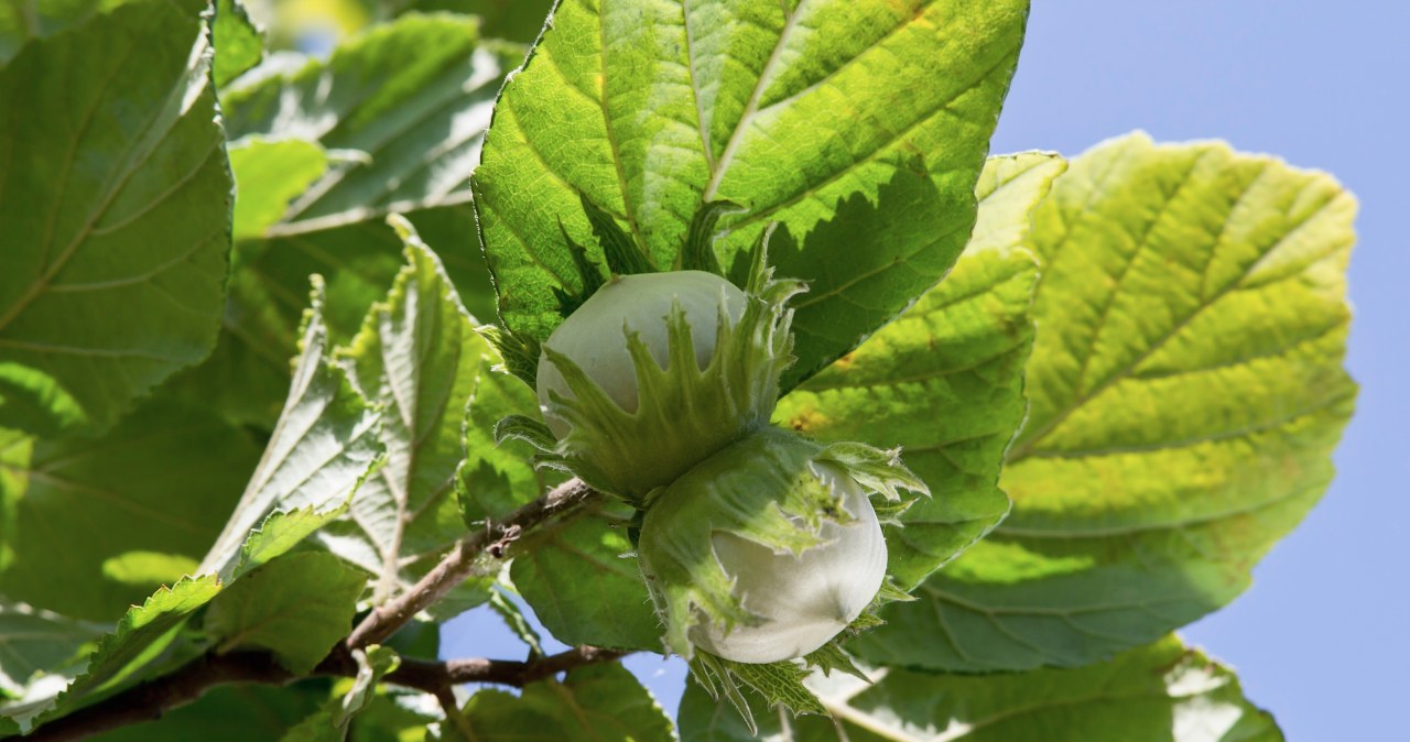 Hazel will also benefit from January pruning