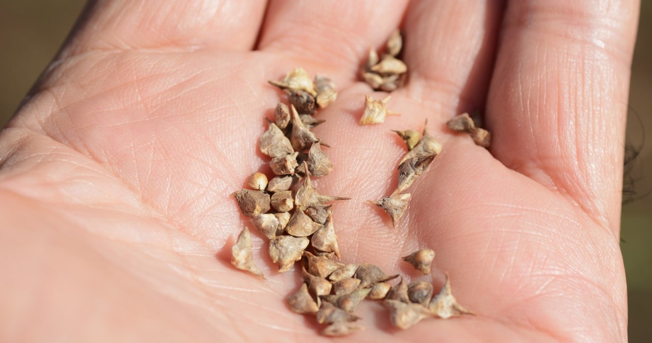 Sowing vegetables in January will provide us with earlier harvests /123RF/PICSEL