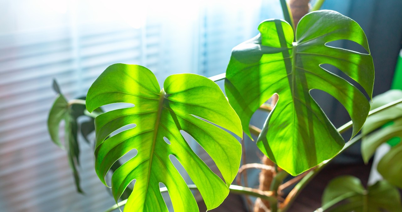 Monstera needs access to light so that it can grow holes in its leaves