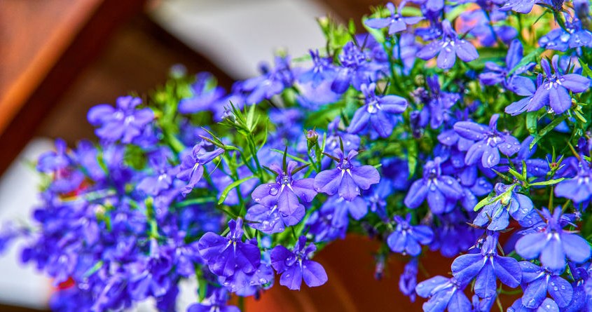 Lobelia pleases the eye with its small, numerous flowers
