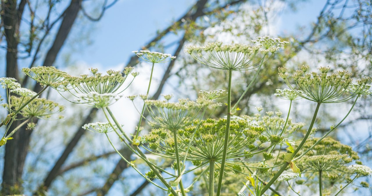Sosnowski's hogweed is one of the prohibited plants /123RF/PICSEL